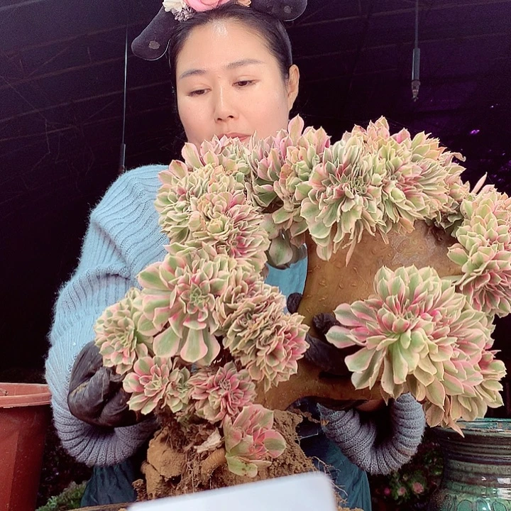 柒柒精品多肉脱土发货不包断侧枝S115