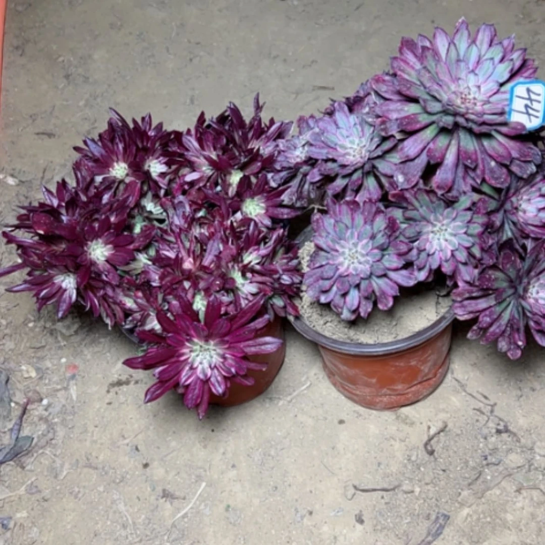 【闪购商品】英*子多肉植物处理不售后44