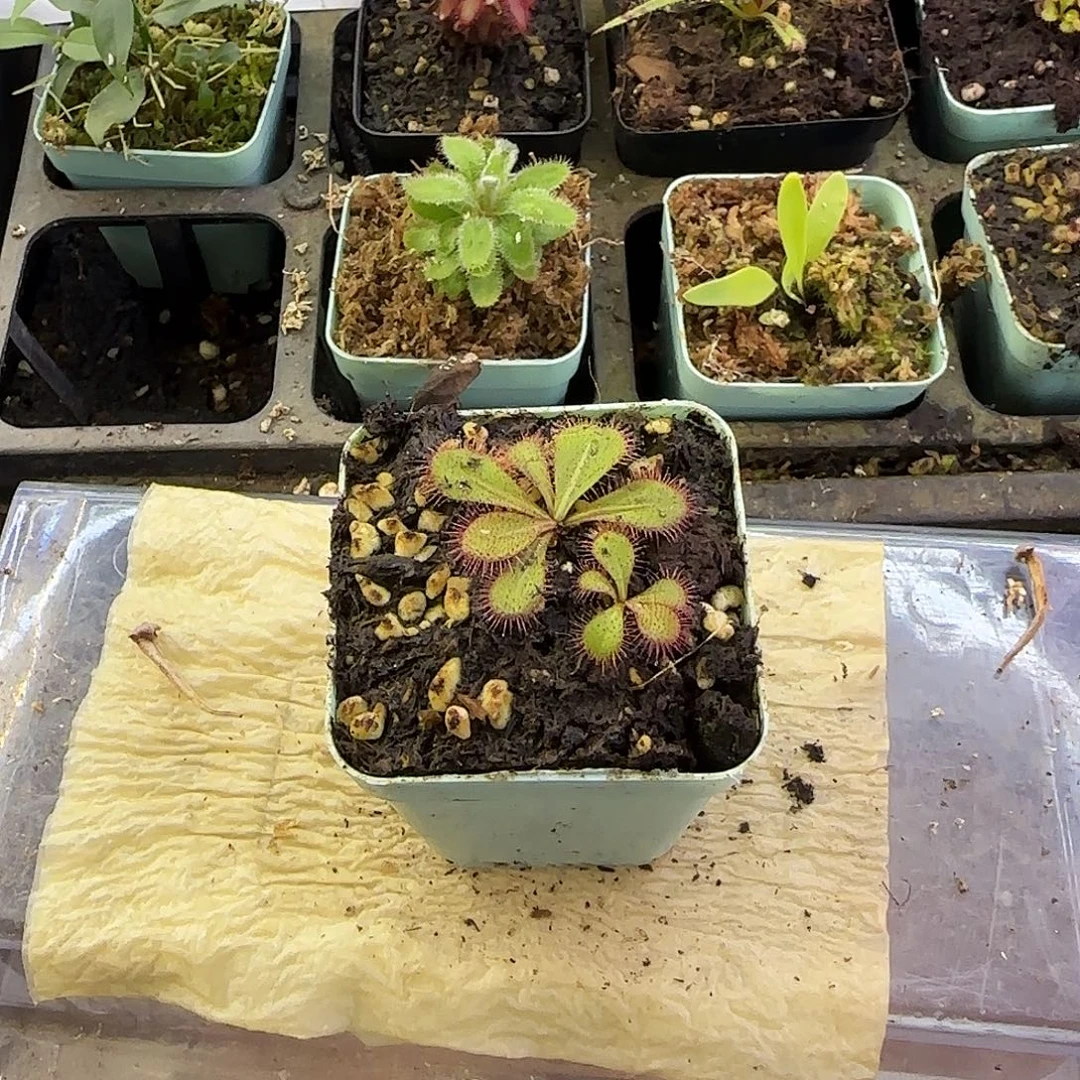 完全开放巴博萨球根