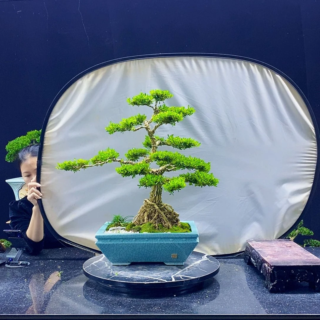 无花朵黄杨盆景造型