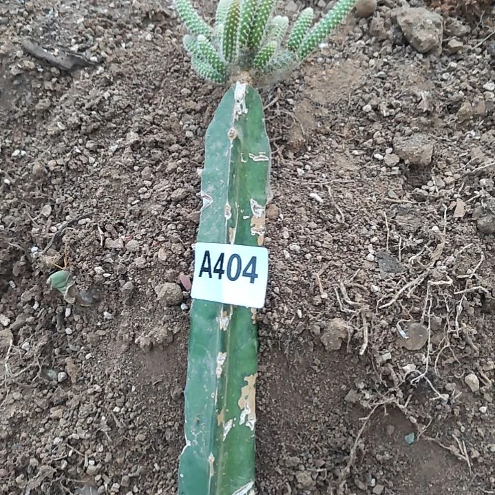 福袋礼品火龙鼠尾404