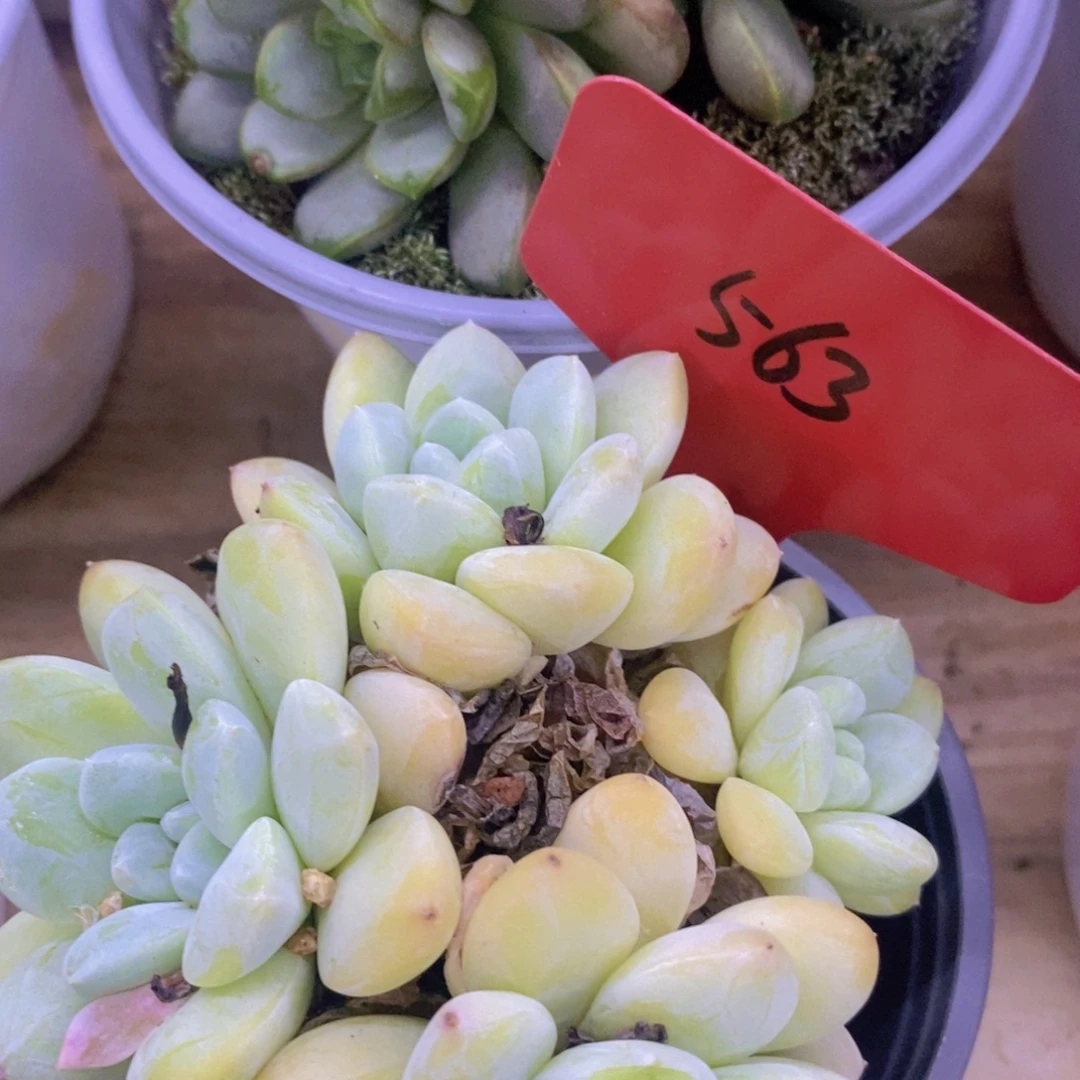 开心多肉，收官之战，最后一场