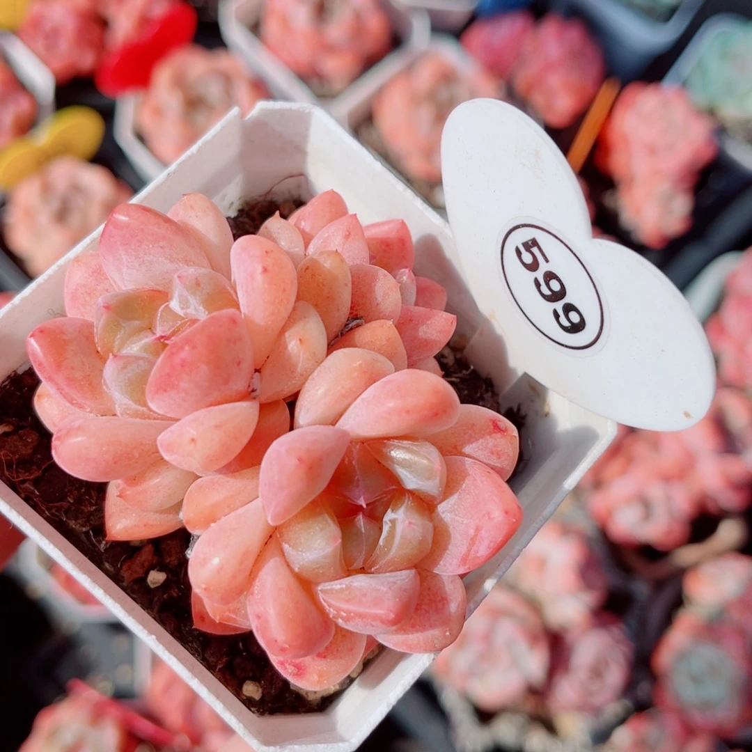 599号小老桩糖心群