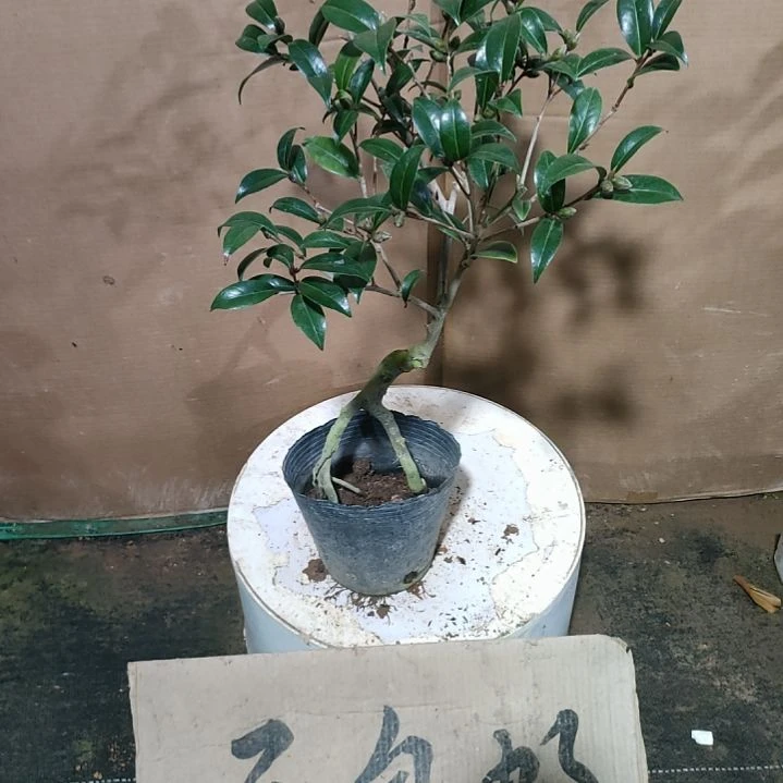 944黑骑士，原盆原土发货，不包邮