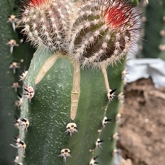 一***肌双头苗接有波球 仙人球