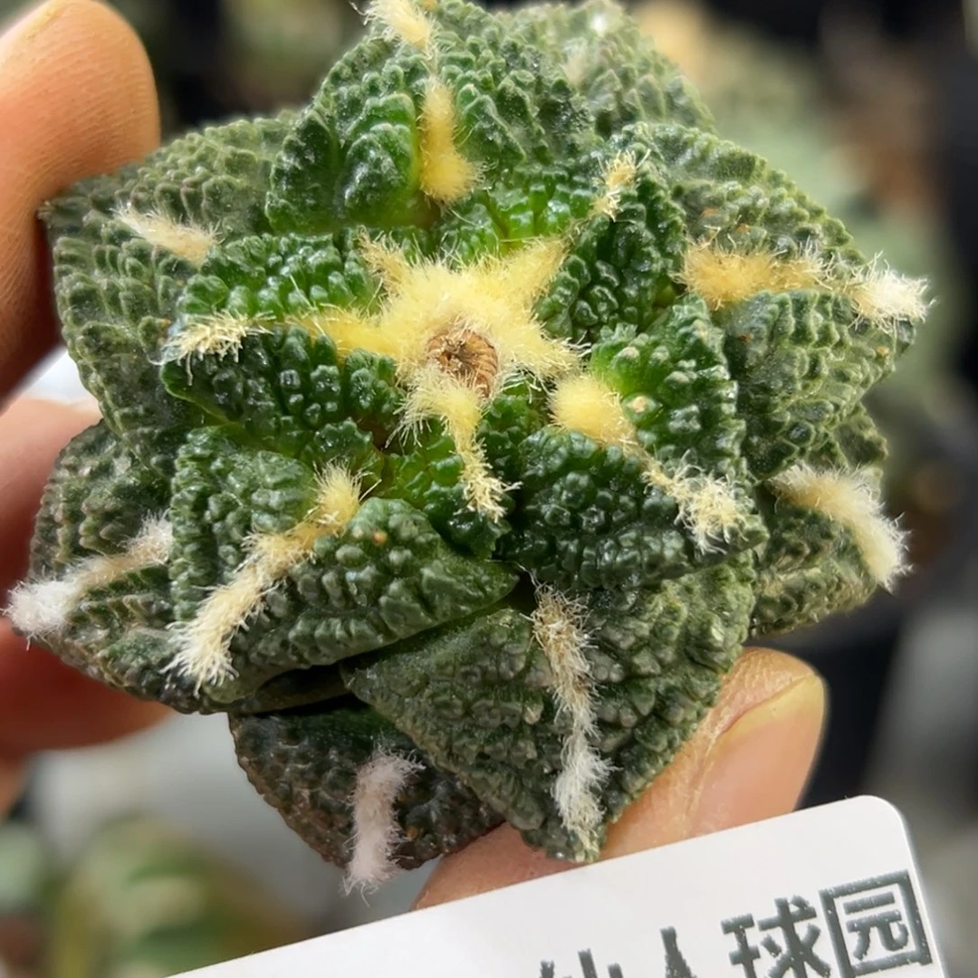 453 仙人球的牡丹啊