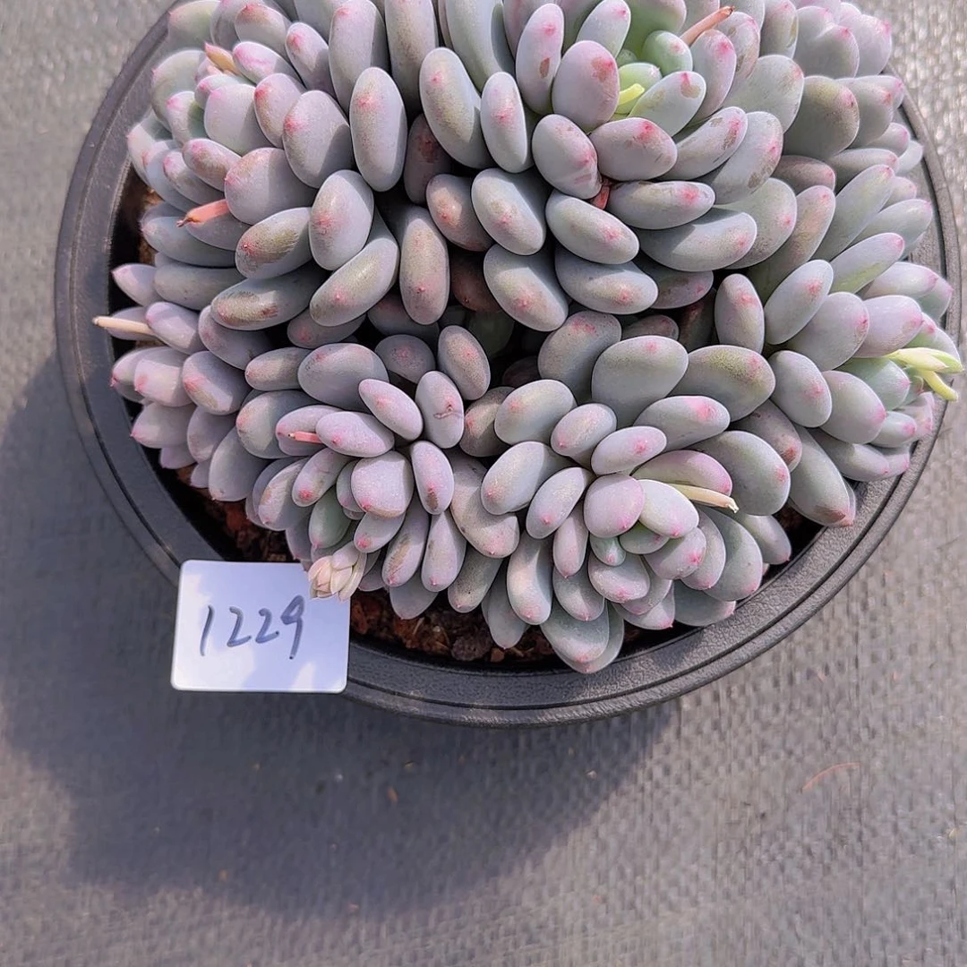 远***念1229香香雪多肉