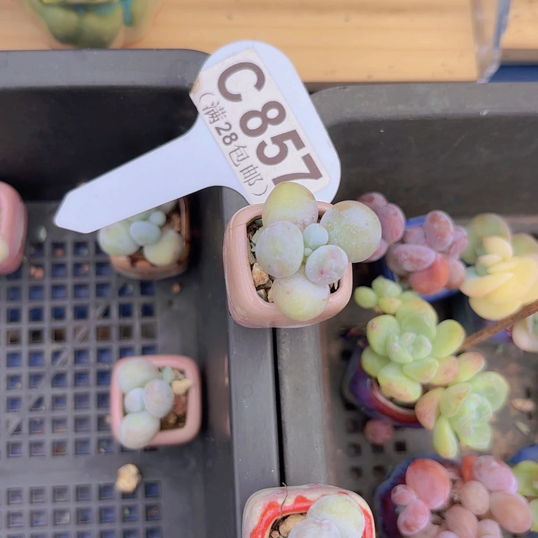 C857实生奶酪一物一拍