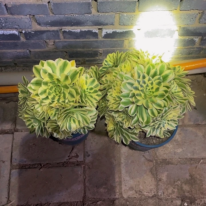 迈巴赫2颗不包损037