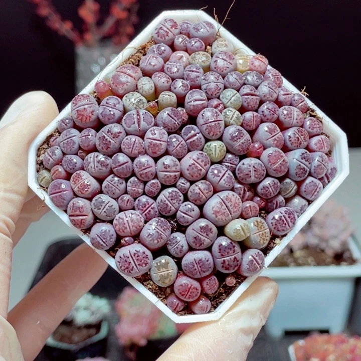 紫里样品1盆60颗带盆土