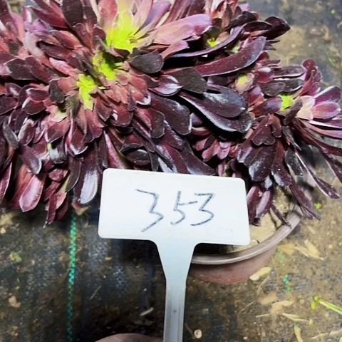 多肉植物欧子缀花