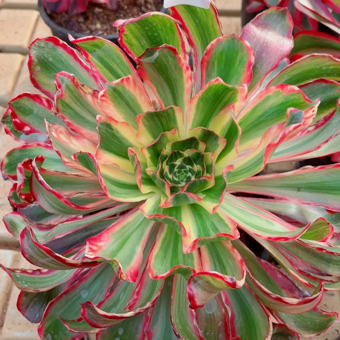 一物一拍多肉法师53