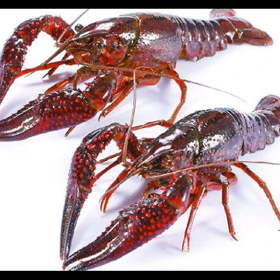 鲜活小龙虾3斤小时内送达