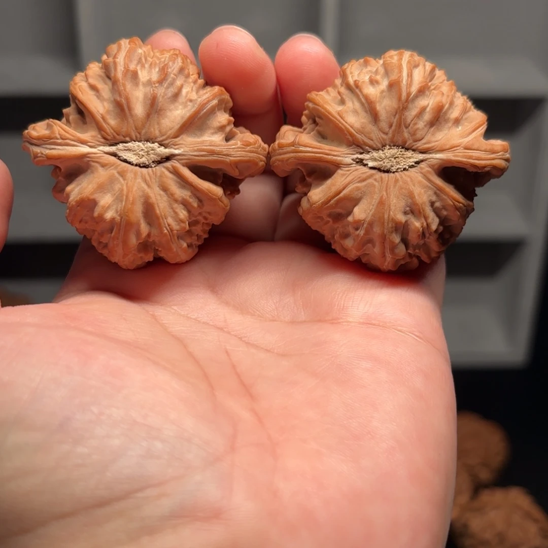 把件文玩核桃48 尺新果卡姿兰大眼睛石膏底白狮子
