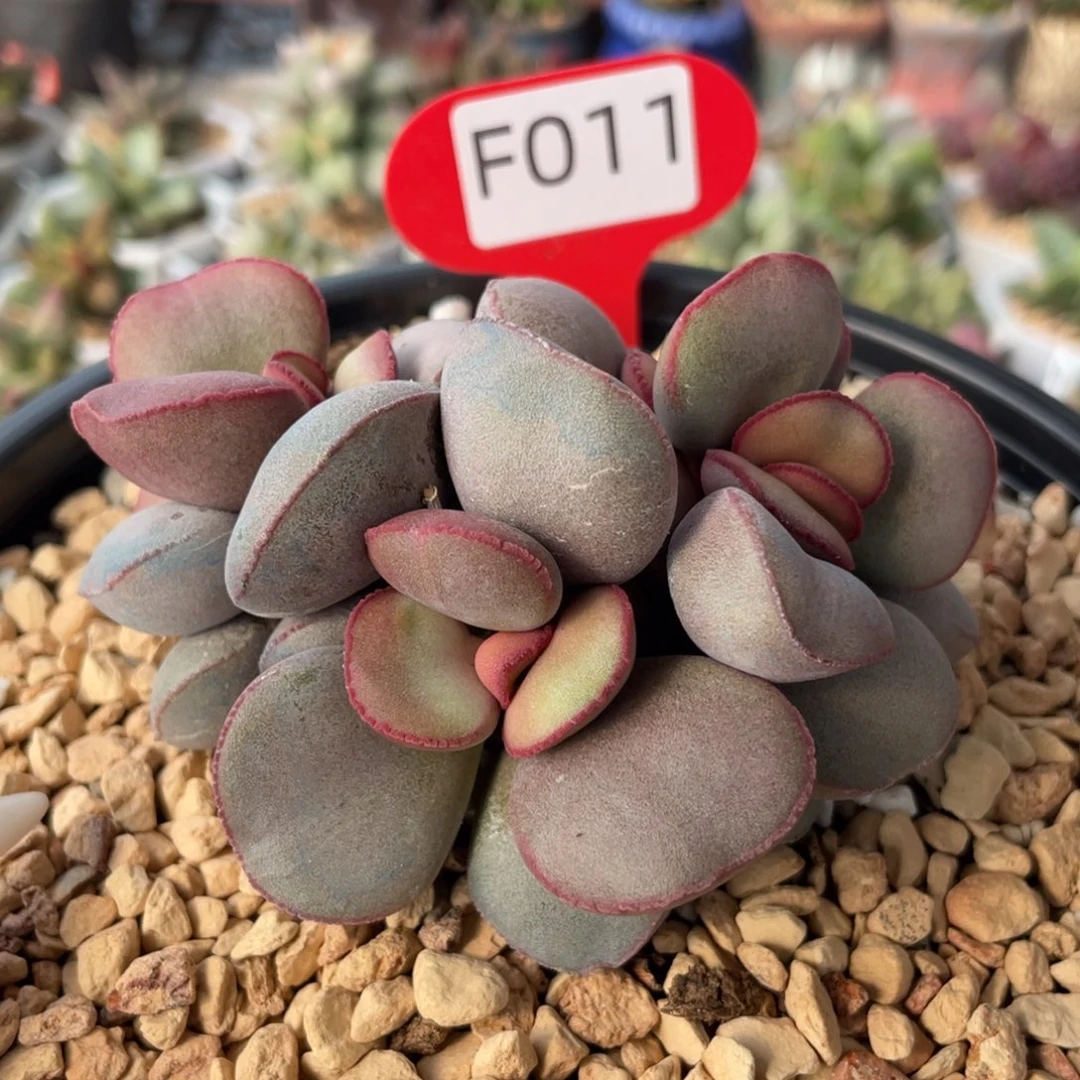 幸***   红蛋。 F011。