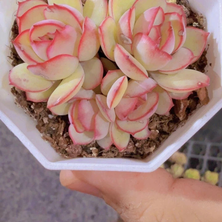 韩版牡丹亭八角盆