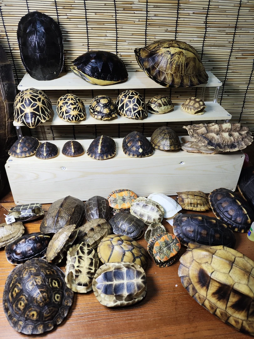 文玩龟壳 富甲天下 直播间一物一拍以直播展示为准