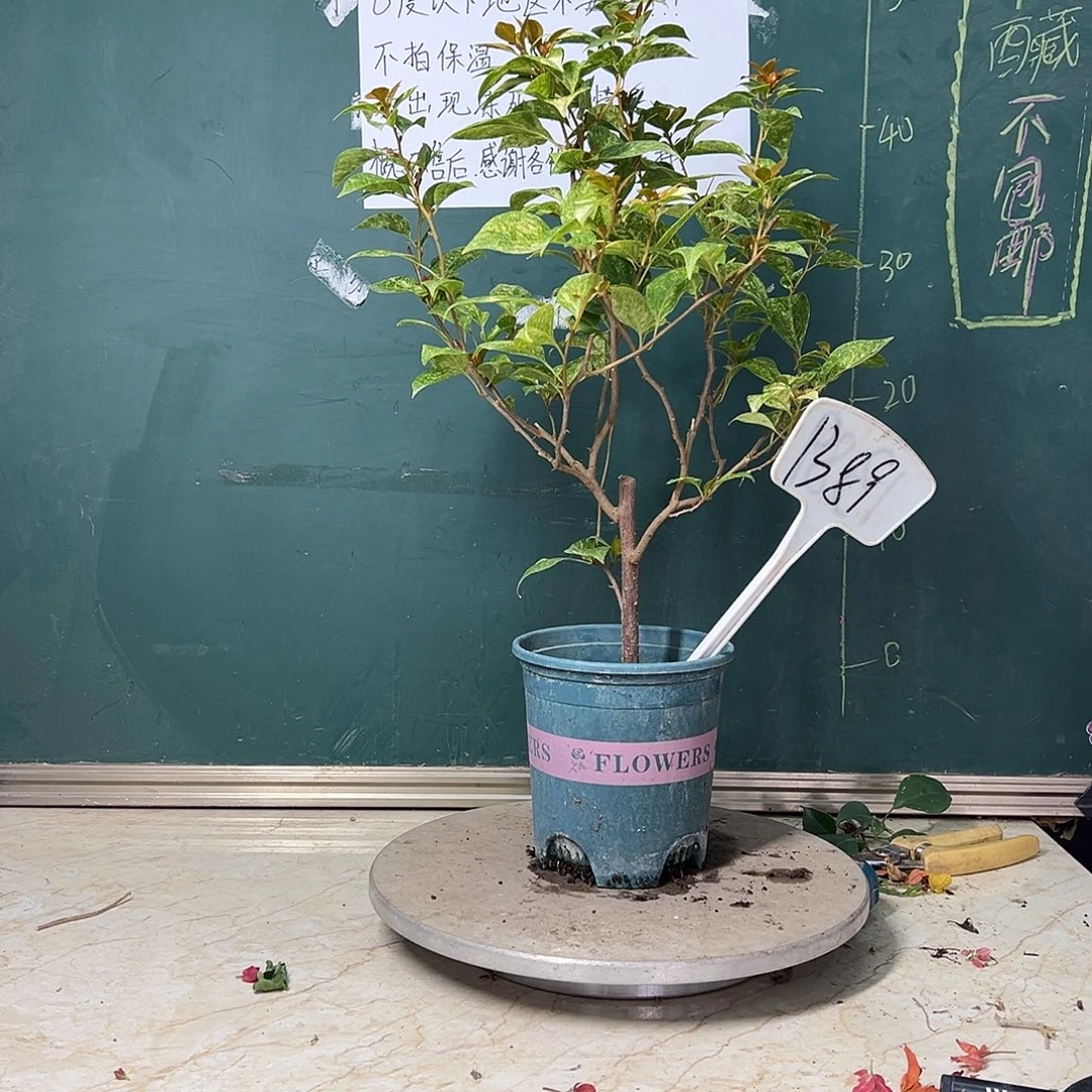 完全开放  沙斑女郎 1389