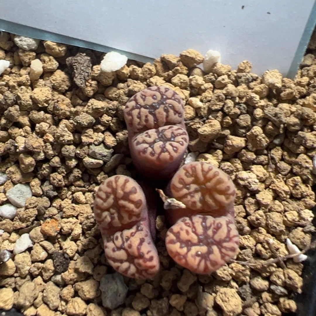 9-127肉锥多肉植物，