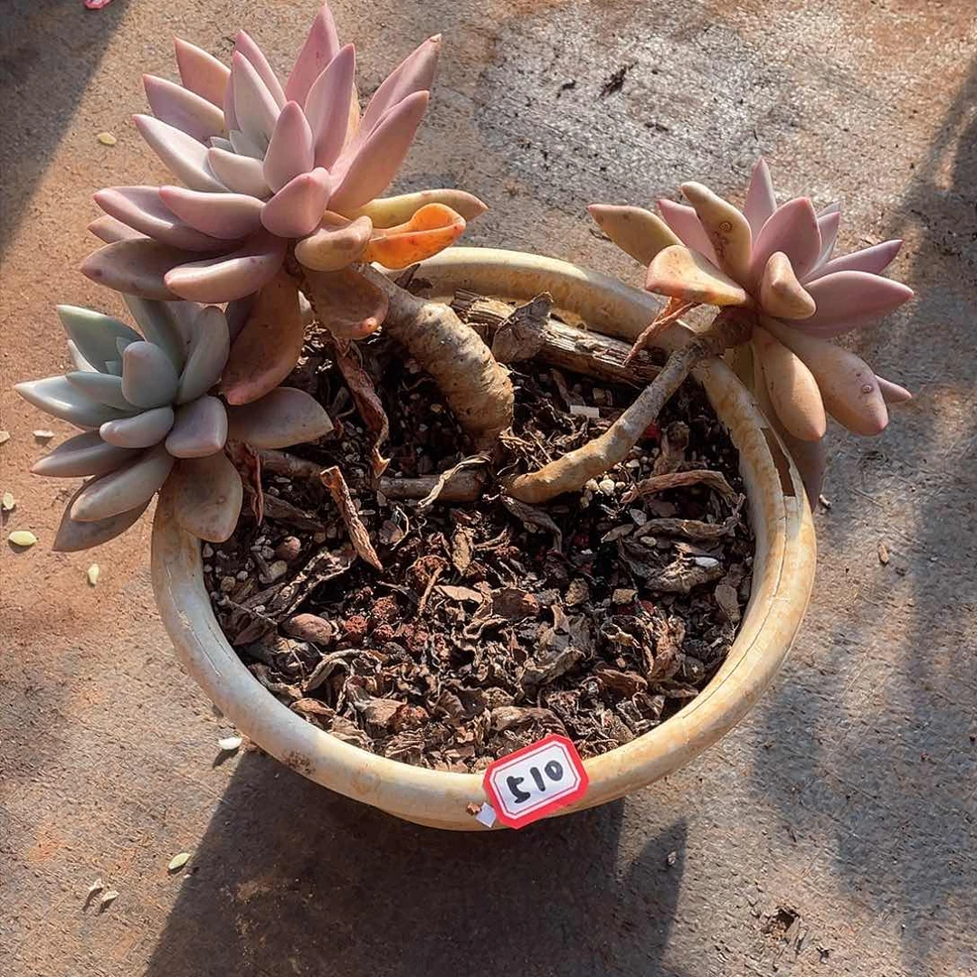 510桃花源 一物一拍多肉