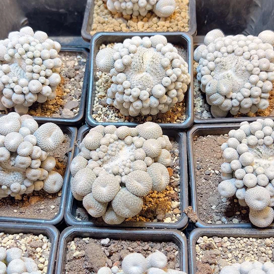 自根子吹月世界6.5公分