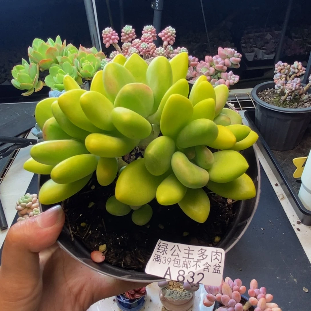 832金蝉芒果奶多肉10c m