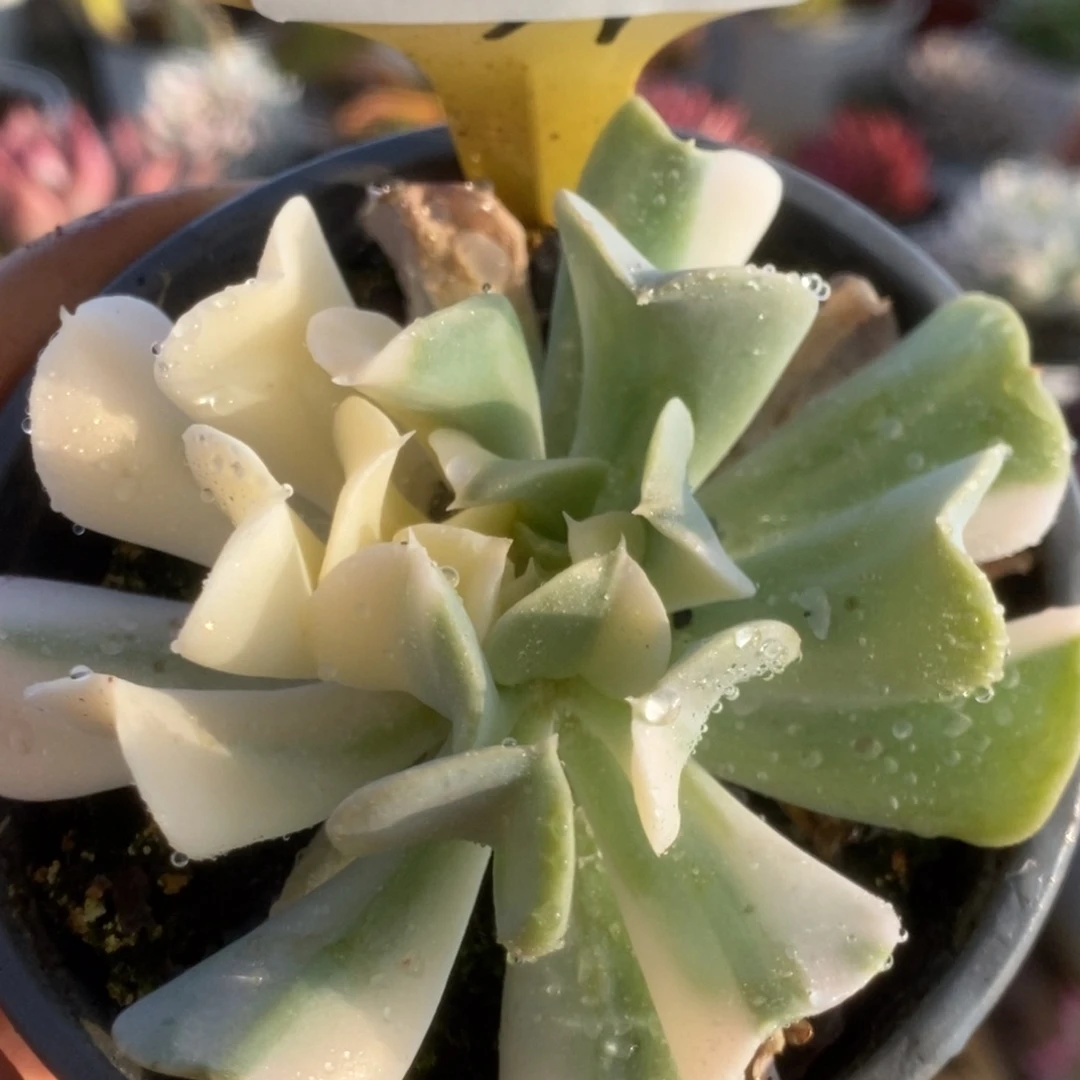 327特玉莲锦锦锦锦锦