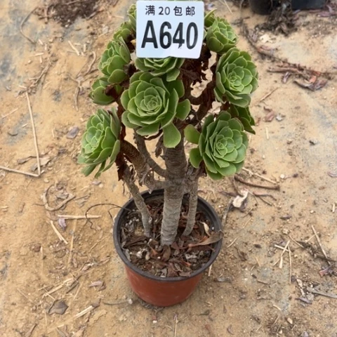 640绿羊绒不包断枝