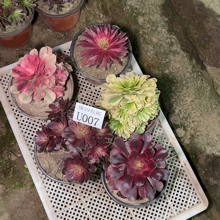 007    5颗多肉植物