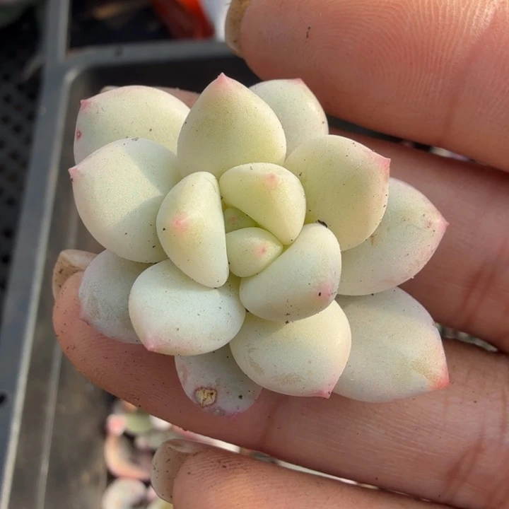 拉丝雨锦白腹轮锦