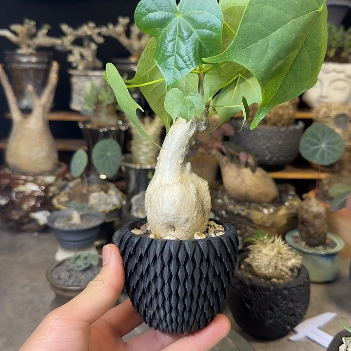 一物一拍泰国火桐160