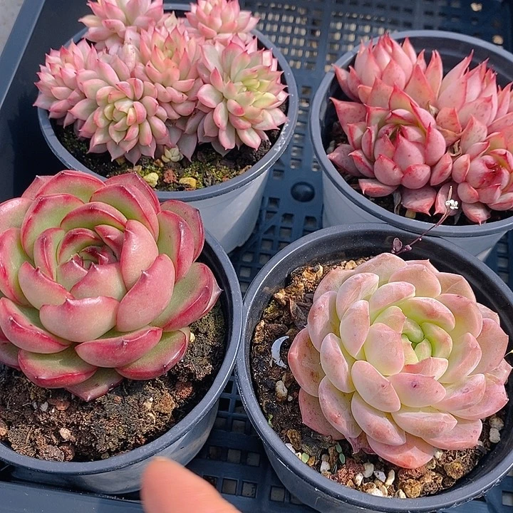 122 多肉植物盆栽花卉植物