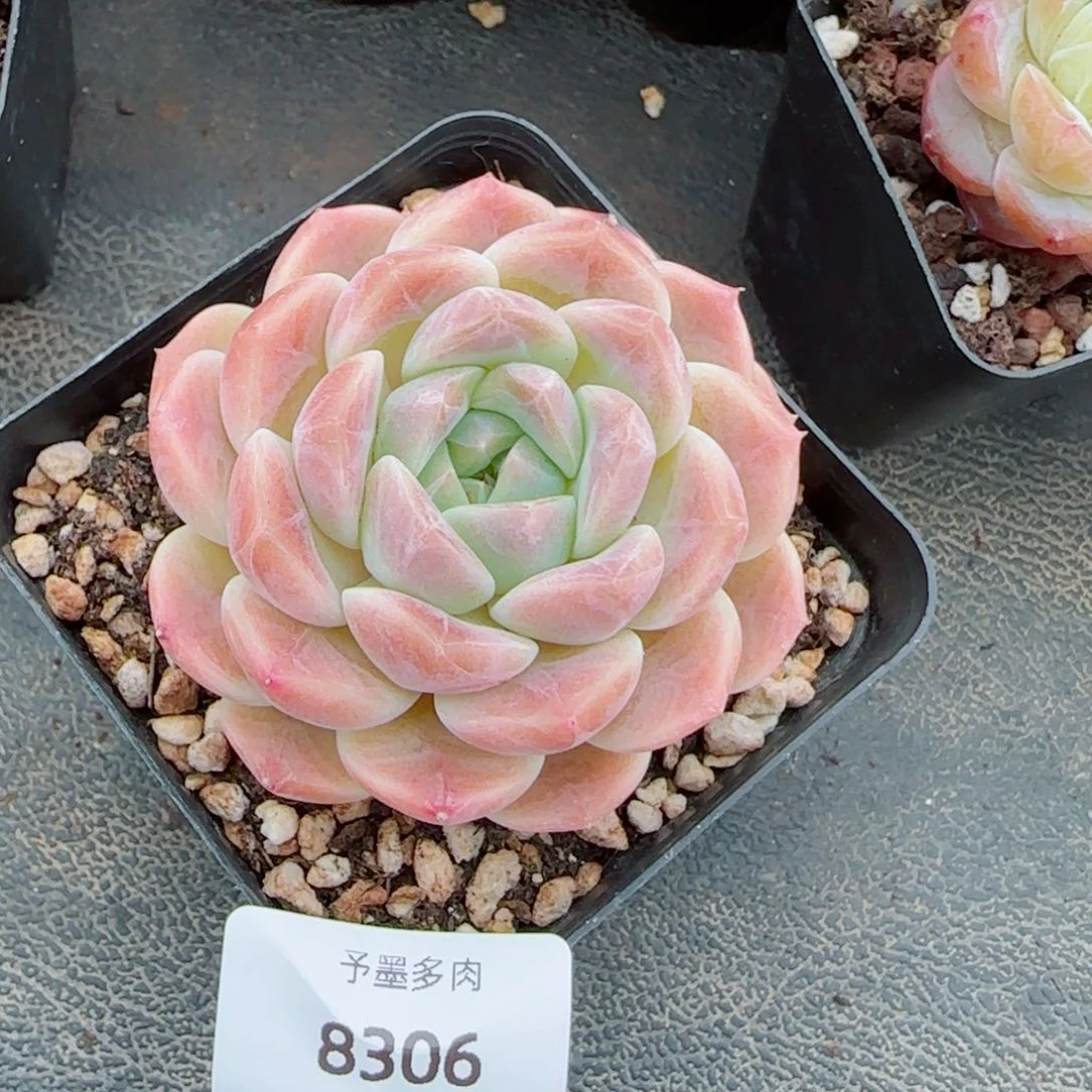 樱花冰魄，8306多肉植物