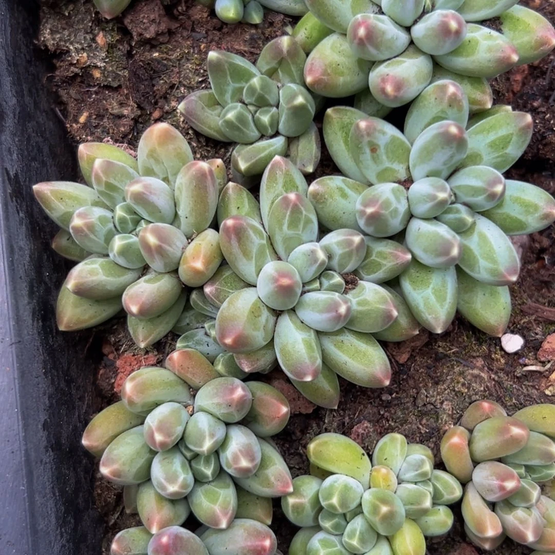 10棵美人系列多肉植物