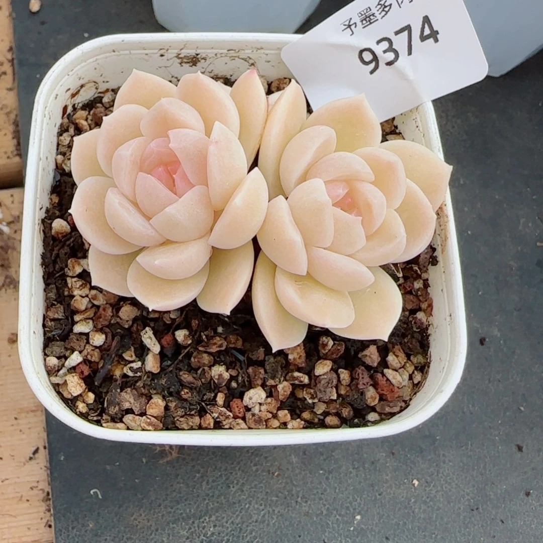 孤月珍妮，9374多肉植物