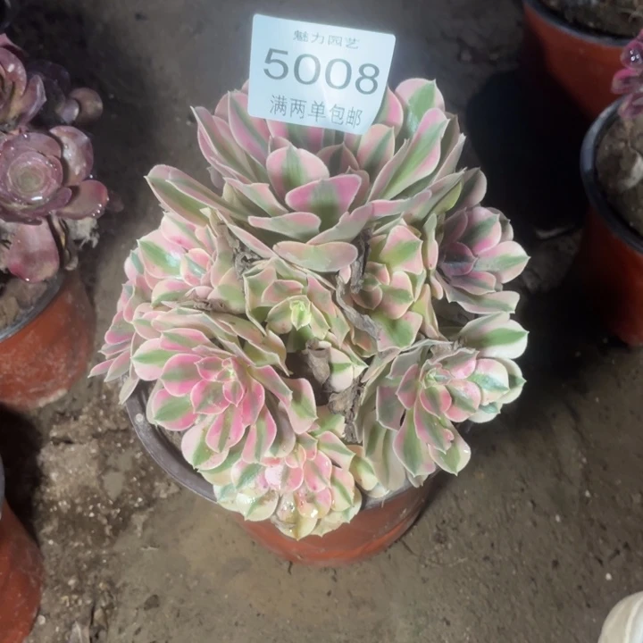 5008女巫的人多肉的