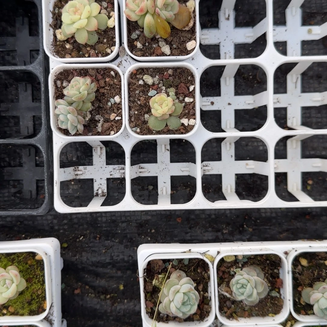 相柳盆4个5床满25包邮