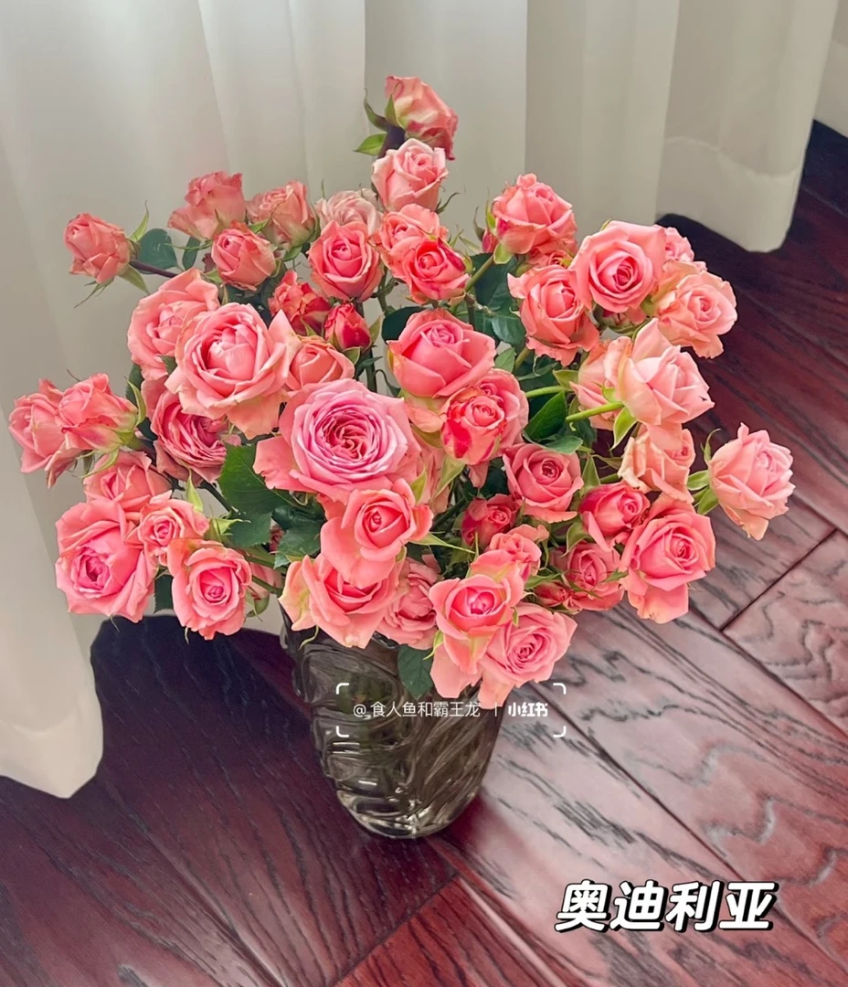 【奥迪利亚】多头玫瑰家庭水养鲜花 云南鲜花基地直发10%运损不售后