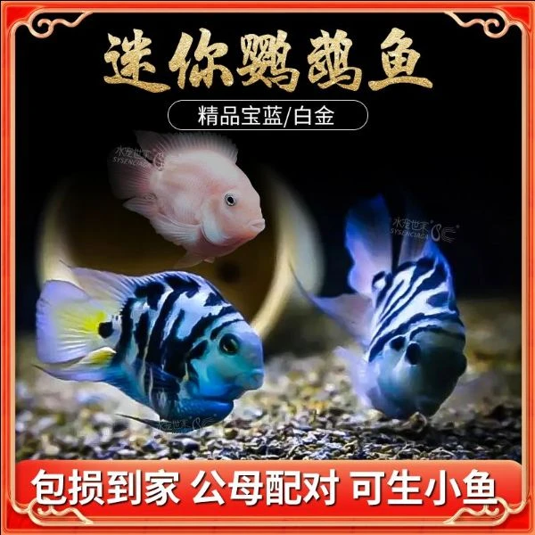 迷你鹦鹉鱼混色种鱼繁殖淡水鱼红宝石观赏鱼淡水鱼观赏鱼
