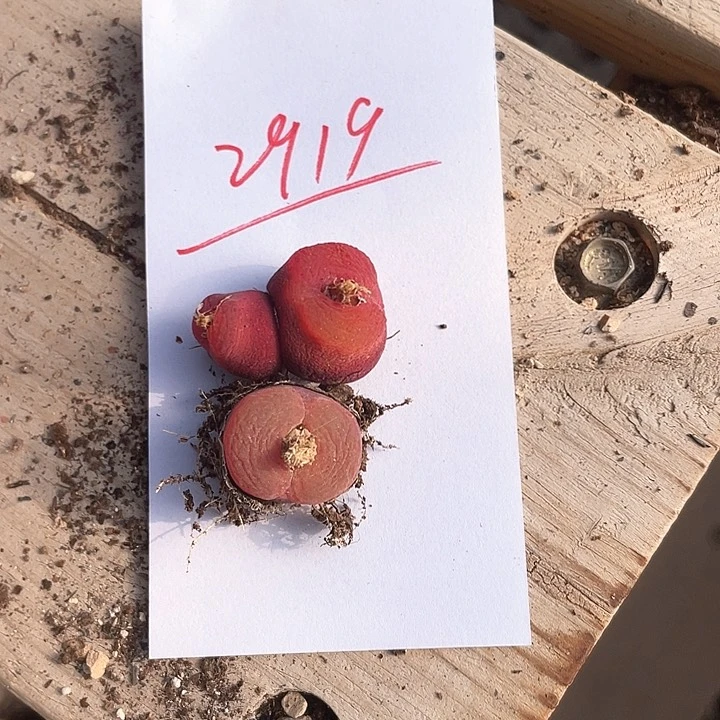 晶***了2919。    两颗毛毛。