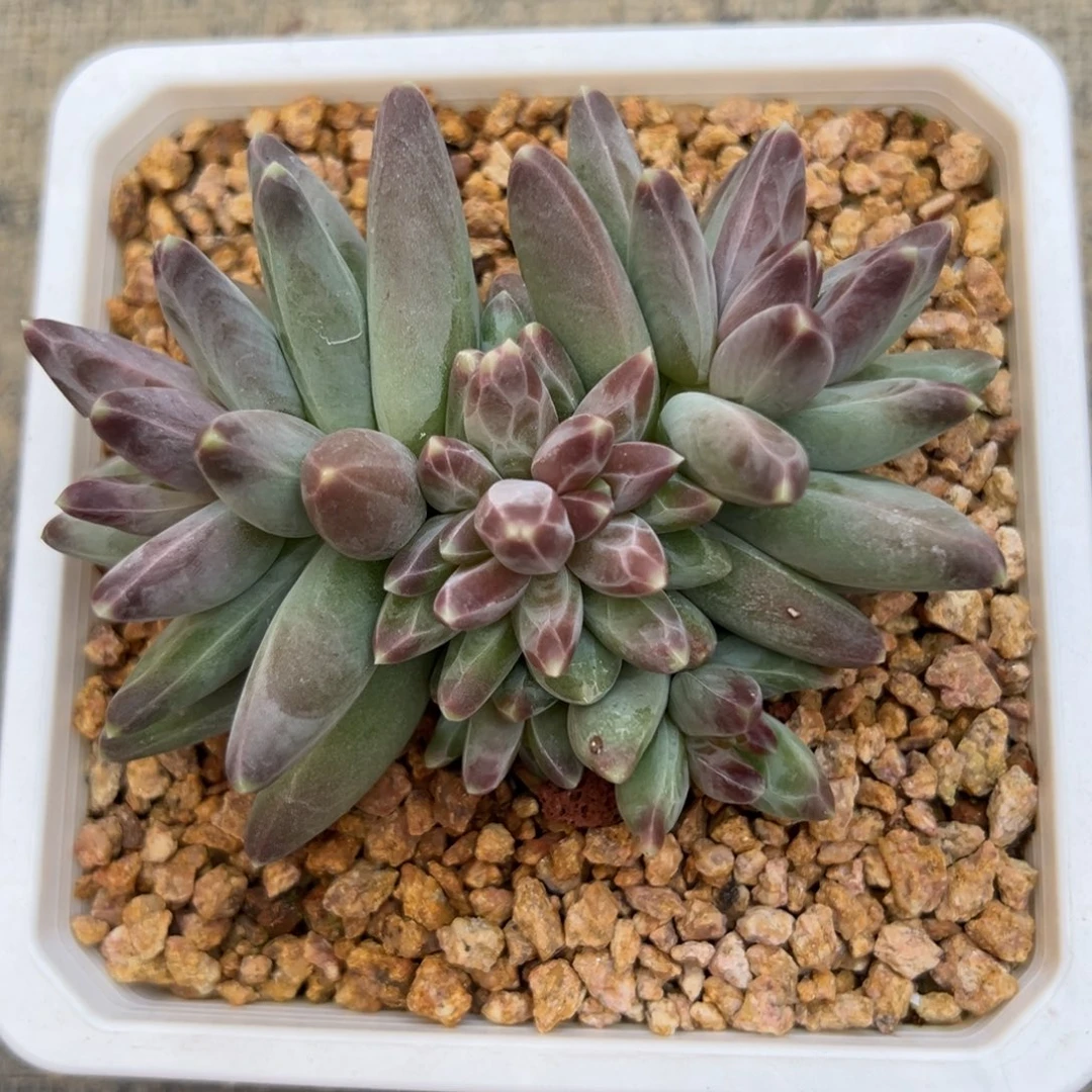 发111111111111111111