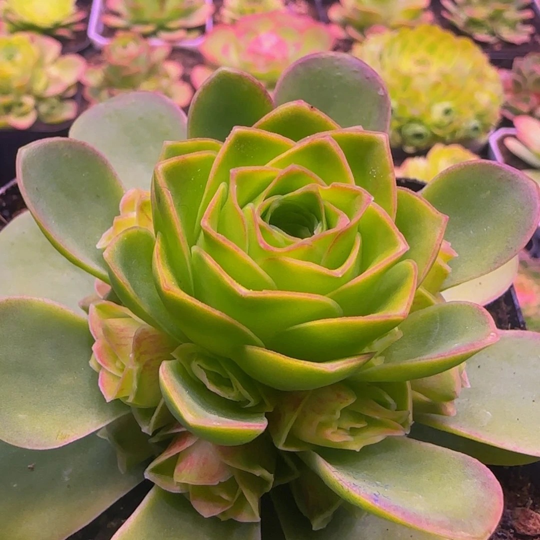 福利135376768686868686