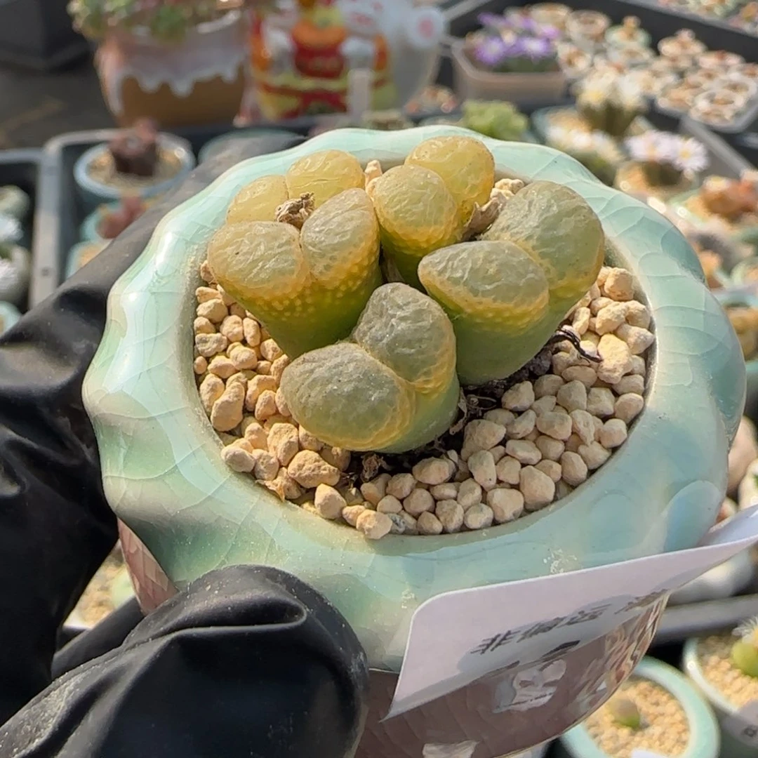 8412--一物一拍 带盆