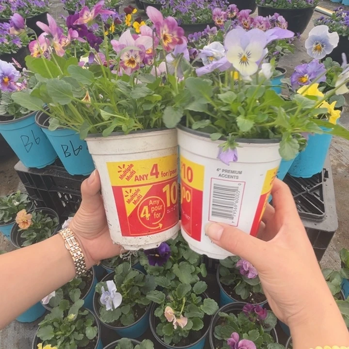 大部分花苞少量开放