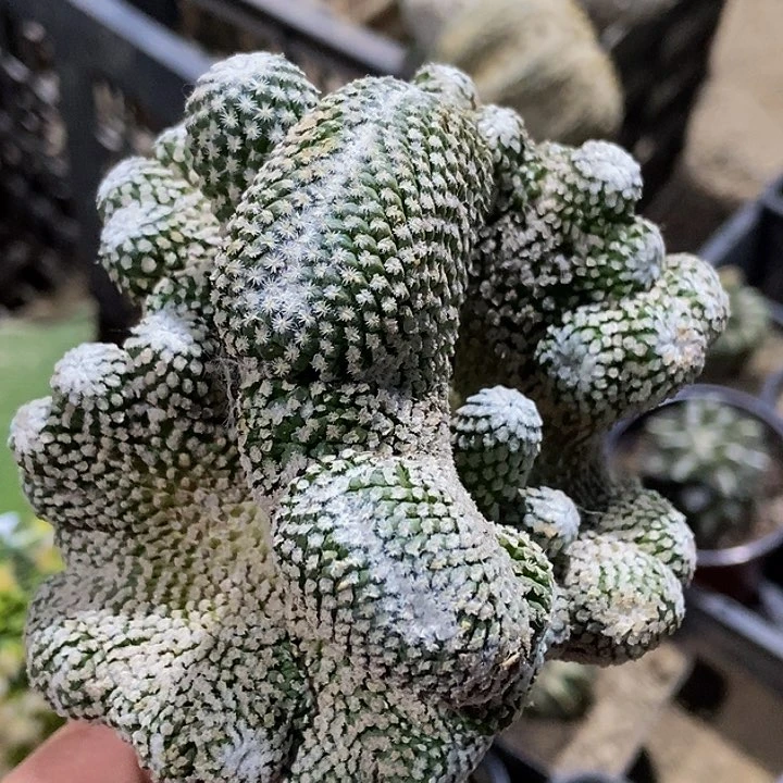 无花朵福利银牡丹缀化940