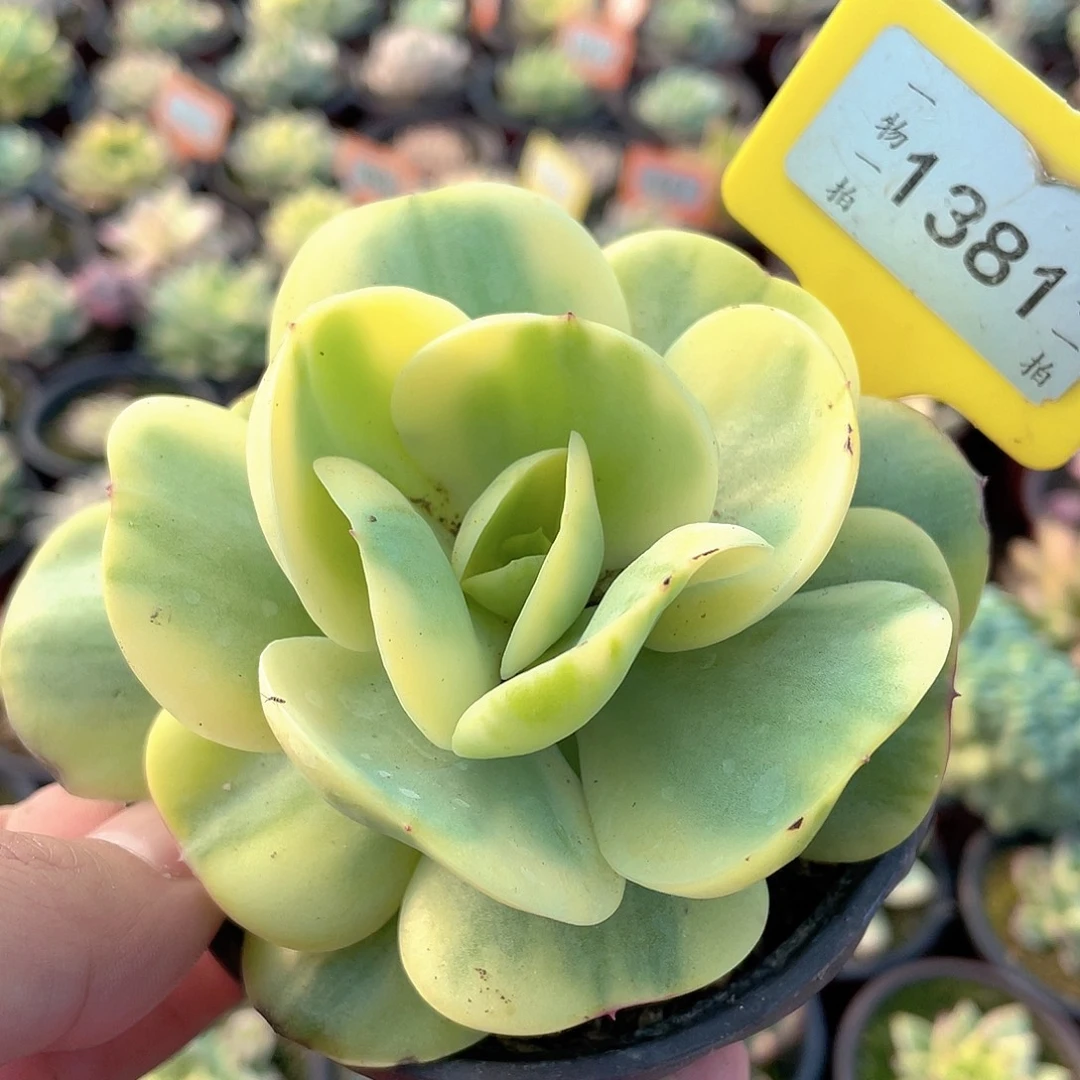 鸡蛋碧桃锦1381号