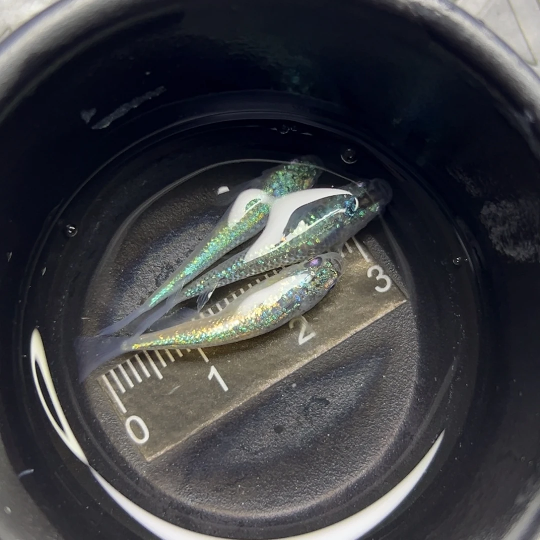 青鳉鱼4。