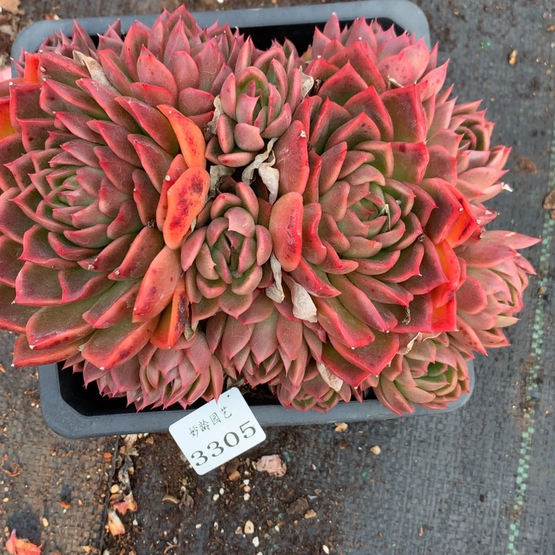 3305杂交精品基地20厘米