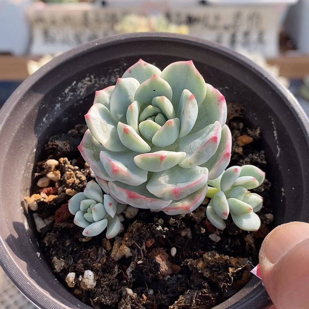 28279 香草锦自然群