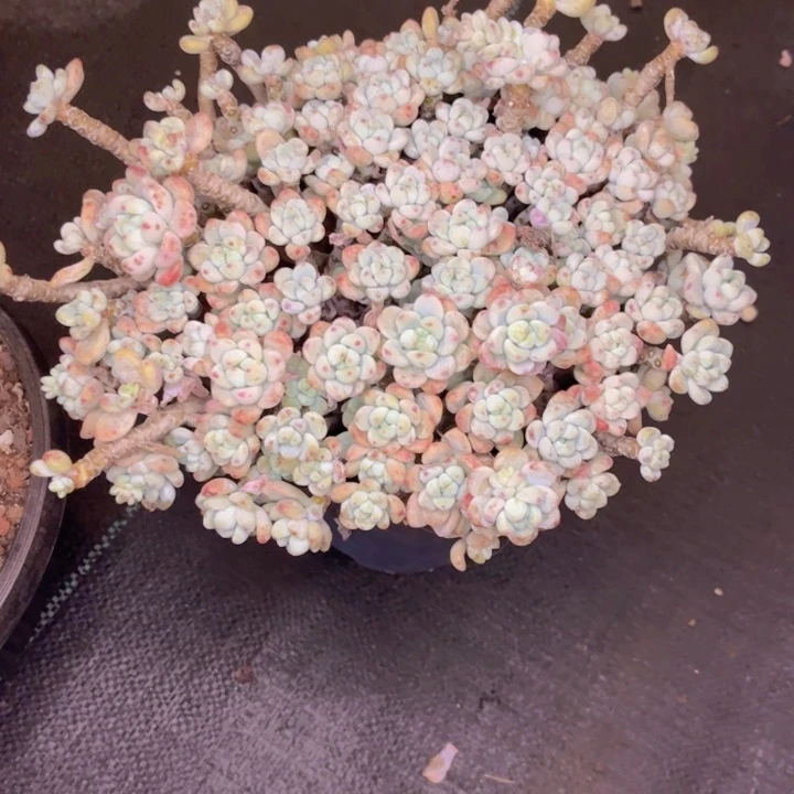 友家多肉一物一拍28